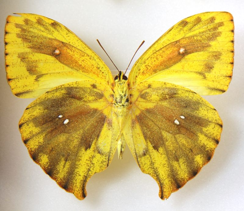 Phoebis rurina (aberration) 2 (Internet Image property of respective owner, non-commercial use only)